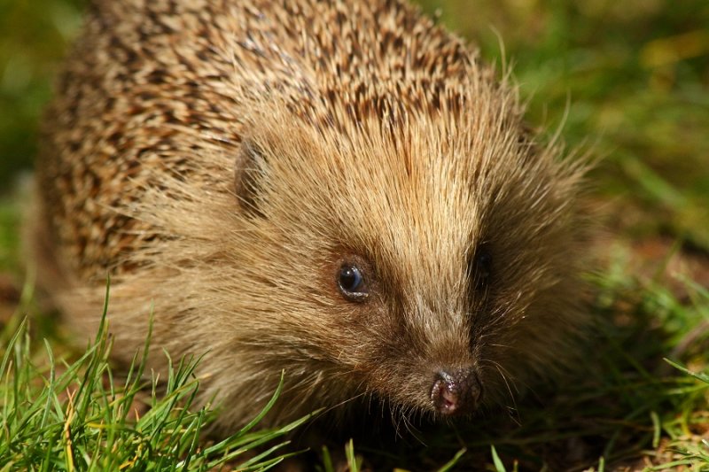 Hedgehog close-up