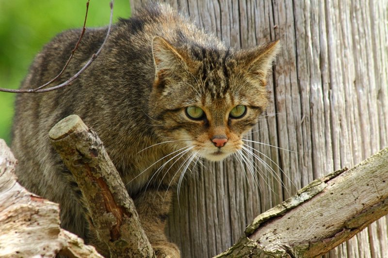 'Kendra', female Scottish Wildcat