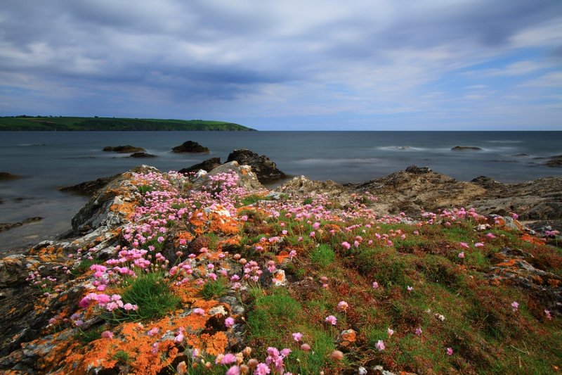 Thrift & lichen, Spit beach, near Par