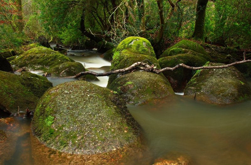 Stream in Luxulyan Valley