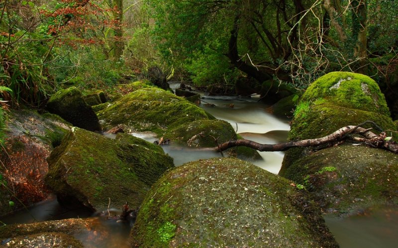 Stream in Luxulyan Valley