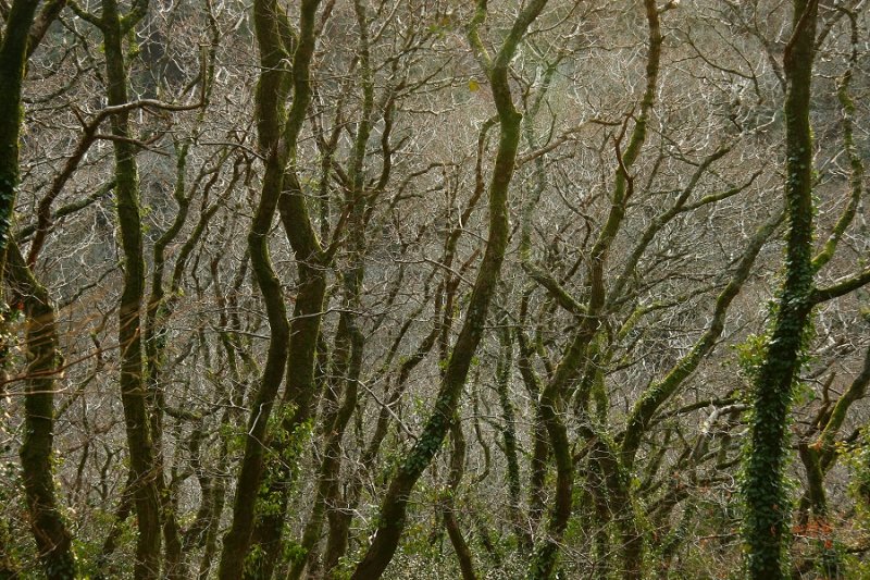 Winter tree abstract