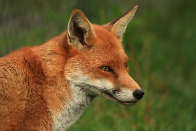 A portrait of Frodo - October 2011