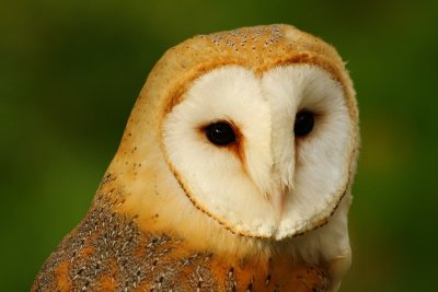Tutoke the barn owl