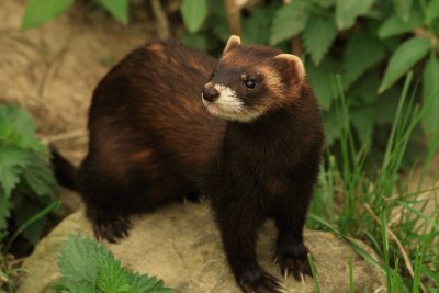 Posing polecat