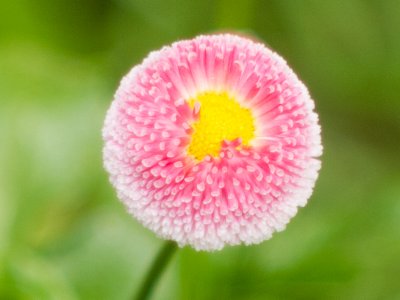 1000198_crop.jpg