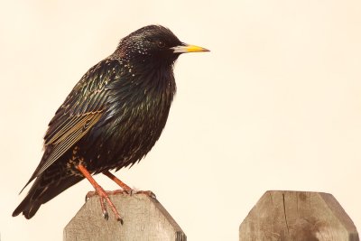 Common starling (Sturnus vulgaris, szpak)