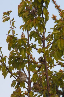 bird-cherry