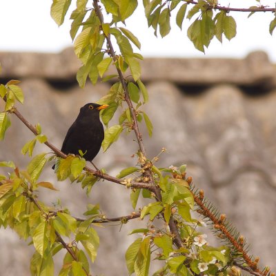 Common Blackbird (Turdus merula, kos)