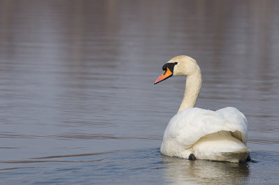 Labedz niemy (Mute Swan, cygnus olor)
