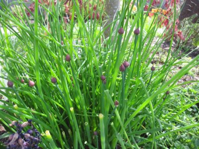 Chives