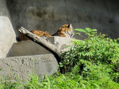Tigers (Sumatran)