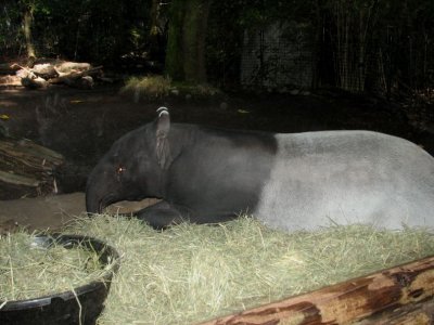 Tapir (Malayan)