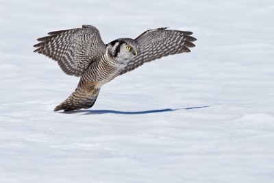 Chouette pervire / Northern Hawk Owl