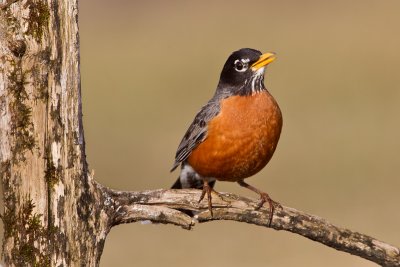 Merle d'Amrique / American Robin