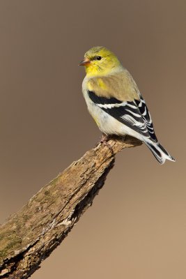 Chardonneret jaune / American Goldfinch