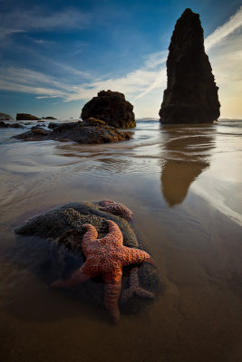 toile de mer ocre / Ochre Sea Star