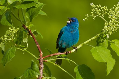 Passerin indigo / Indigo Bunting