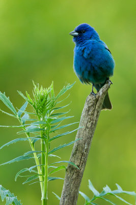 Passerin Indigo / Indigo Bunting