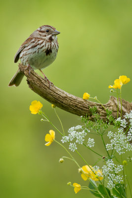 Bruant chanteur / Song Sparrow