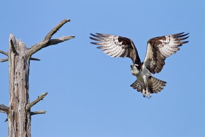 Balbuzard pcheur / Osprey