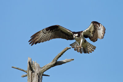 Balbuzard pcheur / Osprey