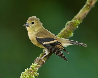 Chardonneret jaune / American Goldfinch