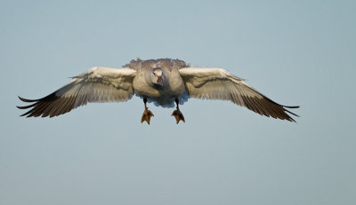 oie des neiges / Snow Goose