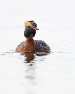 Grbe esclavon / Horned Grebe