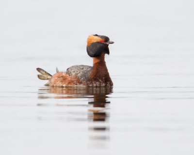 Grèbe esclavon / Horned Grebe