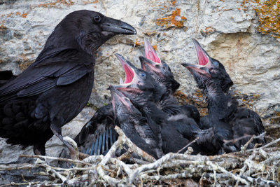 Grand Corbeau / Common Raven