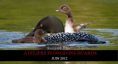 Ateliers photo plongeons huards