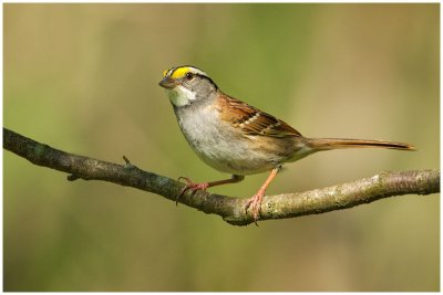 Bruants / Sparrows