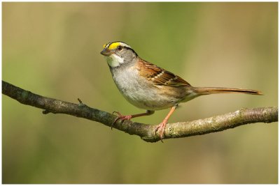 Bruant  gorge blanche / White-throated Sparrow