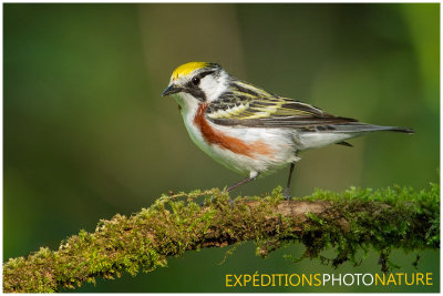 Paruline  flancs marron / Chestnut-sided Warbler