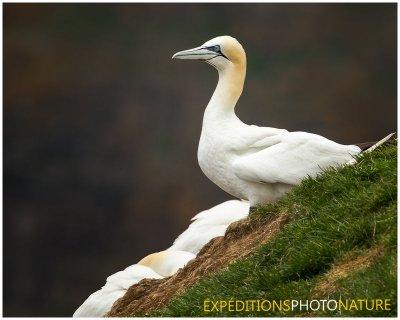 Fou de Bassan / Northern Gannet