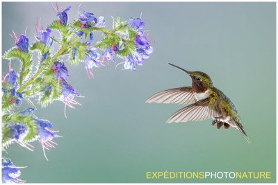 Colibri  gorge rubis / Ruby-throated Hummingbird