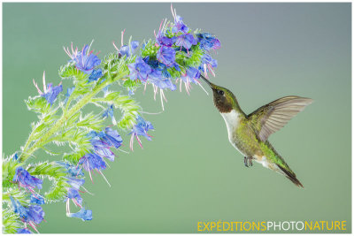 Colibri  gorge rubis - Ruby-throated Hummingbird