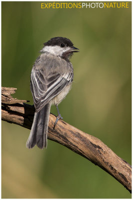 Msange tte noire / Black-capped Chickadee