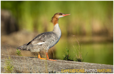 Grand harle / Common Merganser