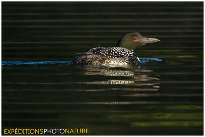 Plongeon huard / Common Loon