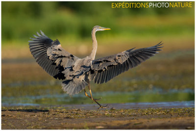 Autres oiseaux d'eau / Other water Birds