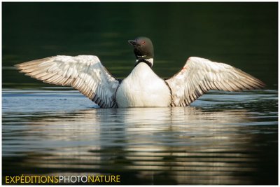 Plongeon huard / Common Loon