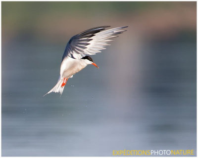 Sterne pierregarin / Common Tern