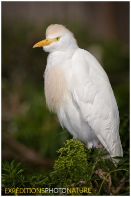 Héron garde-boeufs / Cattle Egret