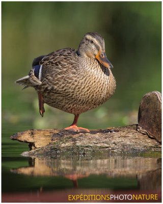 Canard colvert / Mallard