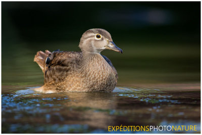 Canard branchu / Wood Duck