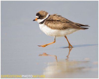 Pluvier semipalmé - Semipalmated Plover