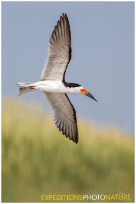 Bec en ciseaux noir / Black Skimmer