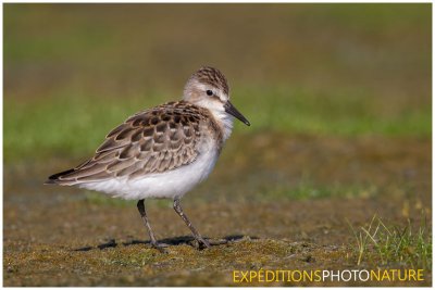Bécasseau semipalmé / Semipalmated Sandpiper